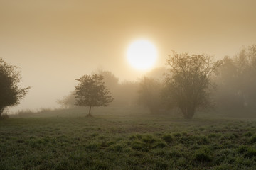 A nature reserve in the thick fog with trees at sunrise - 295574906