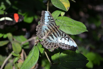 butterfly on leaf