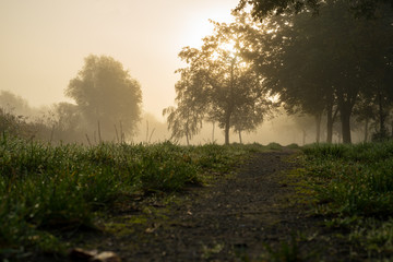 A nature reserve in the thick fog with trees at sunrise - 295574921
