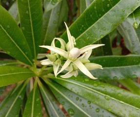 Cerbera odollam is a a small perennial plant Flowering into a bouquet of flowers like needles. Popular as an ornamental plant Looks like a round, dense, evergreen leaves. With white latex The petals a
