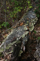 Dead Tree Trunk w Growth