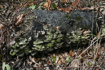 Green Fungus on Trunk