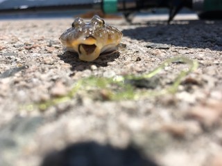 こっちを向くコチ