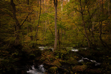 青森県奥入瀬渓流の紅葉の森の景色