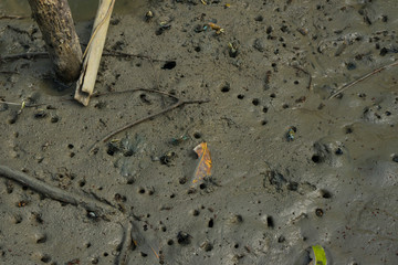 Many Fiddler Crab (Uca forcipata) or Ghost crab emerging from its burrow and walking on mudflats in mangrove forest during low tide. 