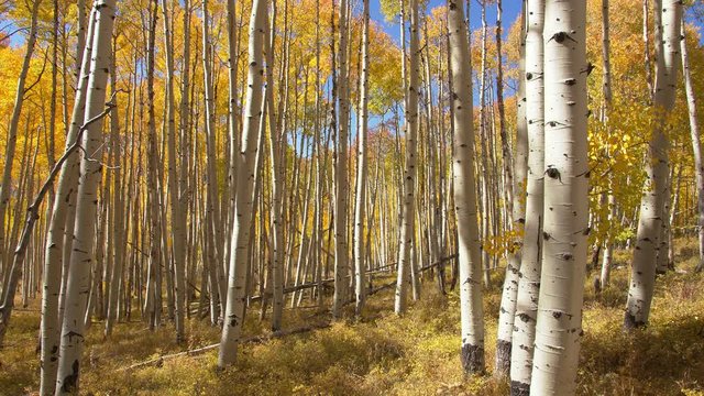 Panning view of aspen trees in peak fall color in Utah through the La Sal Mountains.