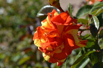 red flower in the garden