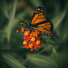 mariposa monarca 
