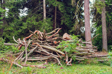 Obraz premium Stack of fire woods in the forest