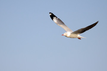 A beautiful gull soars over the Chobe River in Botswana.