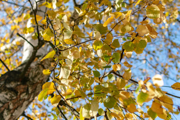  Yellow autumn foliage of a white birch against the blue sky on a sunny day