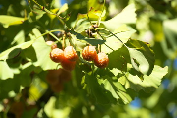 Tokyo,Japan-October 13, 2019: Ripe ginkgo nuts under the clear sun in autumn after the typhoon