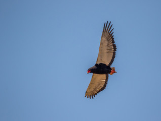 A lone Bateleur isolated against a clear blue sky image with copy space in horizontal format