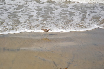 seagull on the beach