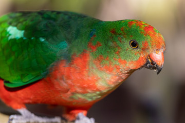 Australian King Parrot