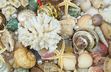 Tropical seashells pattern. Sea life and ocean bottom concept.