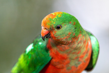 Australian King Parrot