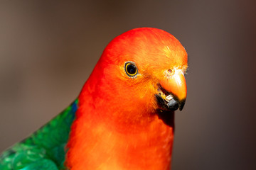 Australian King Parrot