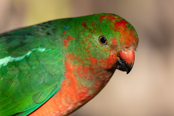 Australian King Parrot