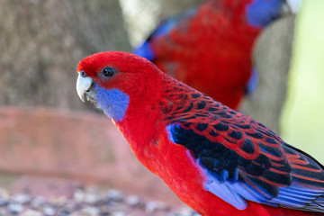 Crimson Rosella in Australia