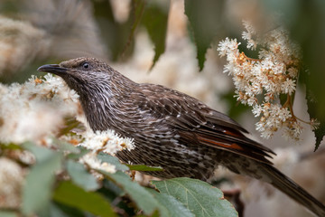Little Wattlebird in Australia