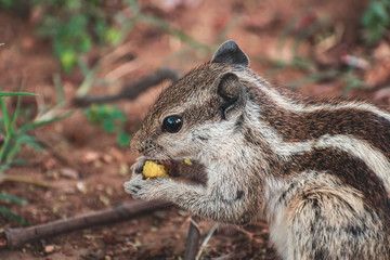 Naklejka na ściany i meble Close up of an Indian squirrel feeding on savory snacks.