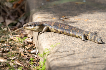 Blue-tongued Lizard in Australia