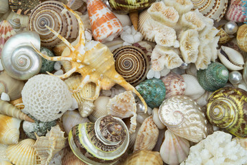 Peals, corals starfishes and seashells, sea life theme.