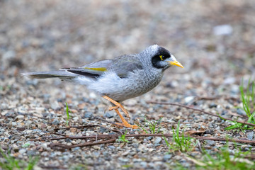 Noisy Miner in Australia