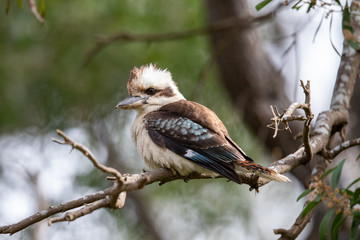 Laughing Kookaburra in Australia