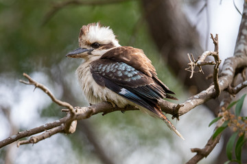 Laughing Kookaburra in Australia