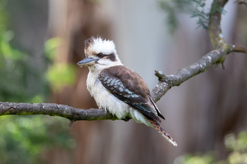 Laughing Kookaburra in Australia