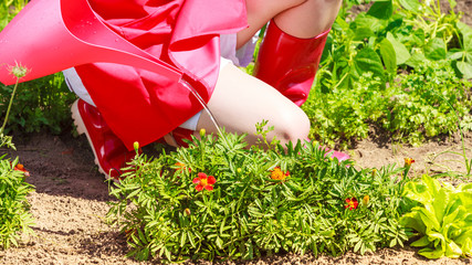 Fototapeta premium woman watering plants in garden