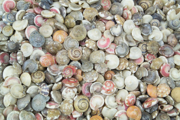 Many tropical colorful snail seashells mixed together as background. 