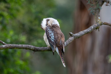 Laughing Kookaburra in Australia
