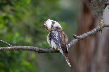 Laughing Kookaburra in Australia