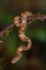 Malabar Pit Viper seen at Night in Amboli,Maharashtra,India