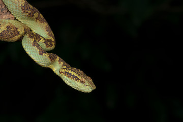 Malabar Pit Viper seen at Night in Amboli,Maharashtra,India