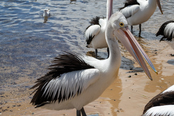 Australian Pelican in Australia