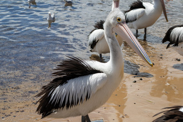 Australian Pelican in Australia