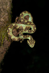 Malabar Pit Viper seen at Night in Amboli,Maharashtra,India