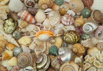 Tropical seashells pattern