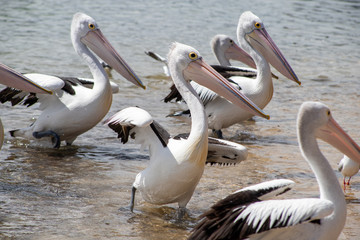 Australian Pelican in Australia