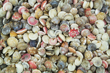 Many tropical colorful snail seashells mixed together as background. 