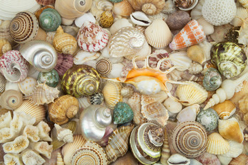 Many seashells as background