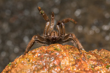 Tarantula Spider seen at Amboli,MAharashtra,India