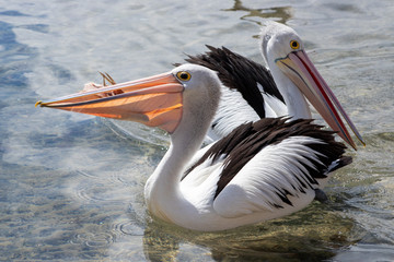 Australian Pelican in Australia