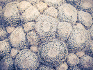 Pattern of group of cactus growth in the same cultivation bowl, vintage filter