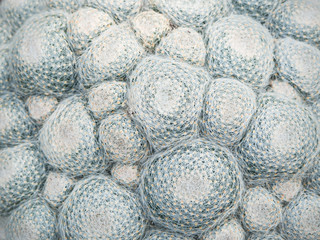 Pattern of group of cactus growth in the same cultivation bowl