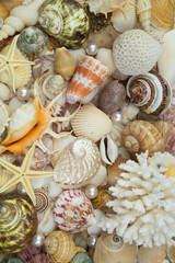 Peals, corals starfishes and seashells background